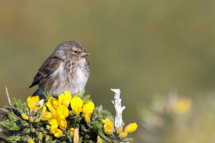 Framed Print : Twite - adult perching on gorse, North Uist, Outer Hebrides, Scotland, UK Framed Print : Twite - adult perching on gorse, North Uist, Outer Hebrides, Scotland, UK