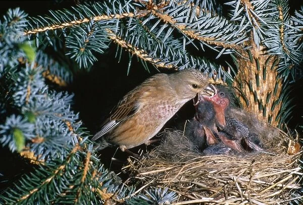 Twite - feeding chicks in nest