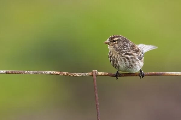 Twite - Single adult perching on fence. North Uist, Outer Hebrides, Scotland, UK