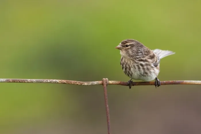 Framed Print : Twite - Single adult perching on fence. North Uist, Outer Hebrides, Scotland, UK Framed Print : Twite - Single adult perching on fence. North Uist, Outer Hebrides, Scotland, UK