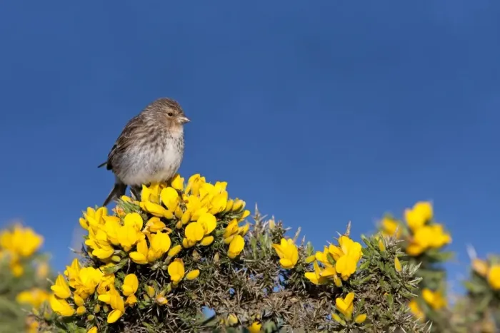 Framed Print : Twite - Single adult perching on gorse, North Uist, Outer Hebrides, Scotland, UK Framed Print : Twite - Single adult perching on gorse, North Uist, Outer Hebrides, Scotland, UK