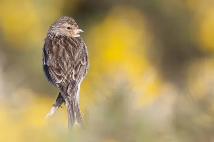 Framed Print : Twite - Single adult perching on gorse, North Uist, Outer Hebrides, Scotland, UK Framed Print : Twite - Single adult perching on gorse, North Uist, Outer Hebrides, Scotland, UK