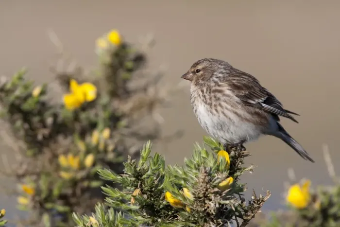Framed Print : Twite - Single adult perching on gorse, North Uist, Outer Hebrides, Scotland, UK Framed Print : Twite - Single adult perching on gorse, North Uist, Outer Hebrides, Scotland, UK