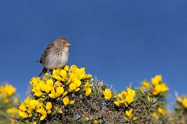 Twite - Single adult perching on gorse, North Uist, Outer Hebrides, Scotland, UK