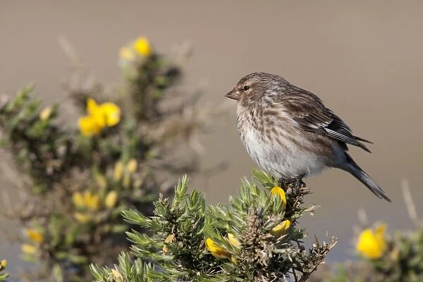Twite - Single adult perching on gorse, North Uist, Outer Hebrides, Scotland, UK