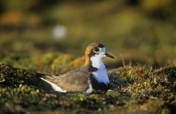 Two-banded Plover - sat on nest - Falkland Islands