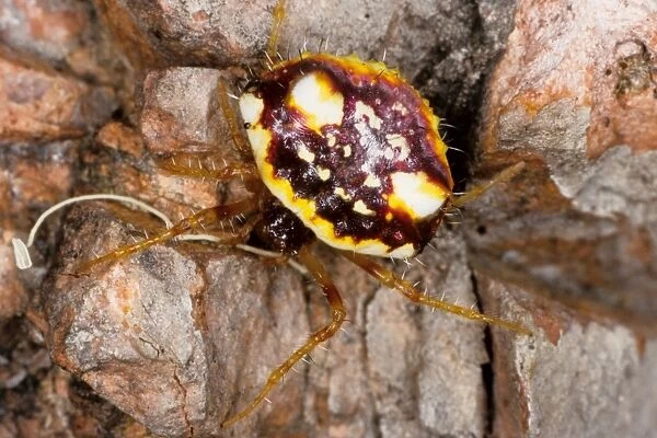 The two-spined spider (Poecilopachys australasiae) is a common resident of suburban gardens. Townsville, Queensland, Australia