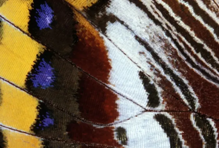 Framed Print : Two-tailed Pasha  /  Foxy Charaxes