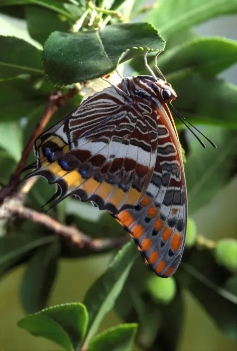 Framed Print : Two-tailed Pasha  /  Foxy Charaxes