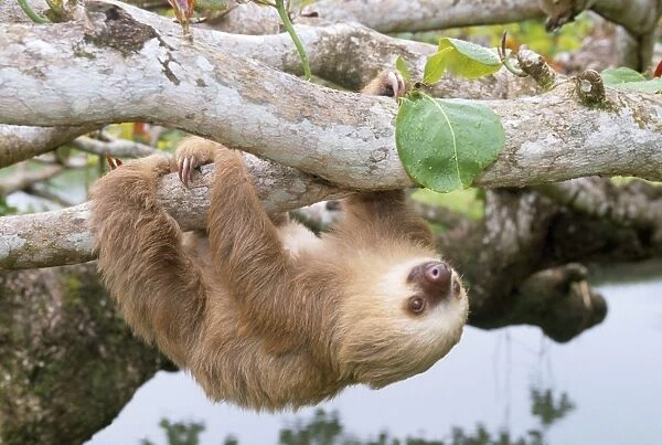 Two-toed Sloth - hanging upside down Costa Rica
