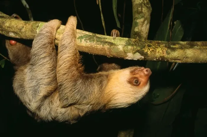 Framed Print : Two-toed Sloth - hanging upside down Costa Rica Framed Print : Two-toed Sloth - hanging upside down Costa Rica