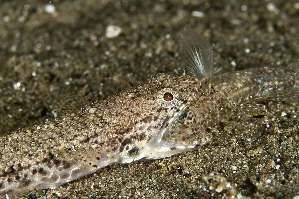 Twospot Lizardfish - eating a Goby - Indonesia
