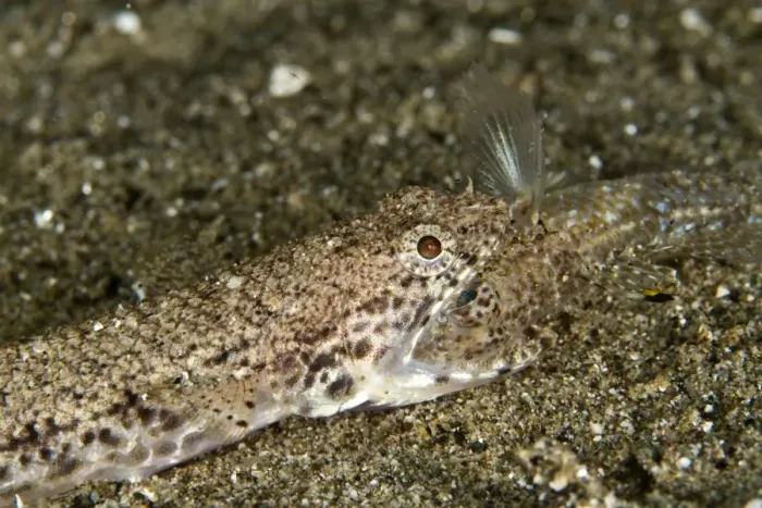 Framed Print : Twospot Lizardfish - eating a Goby - Indonesia