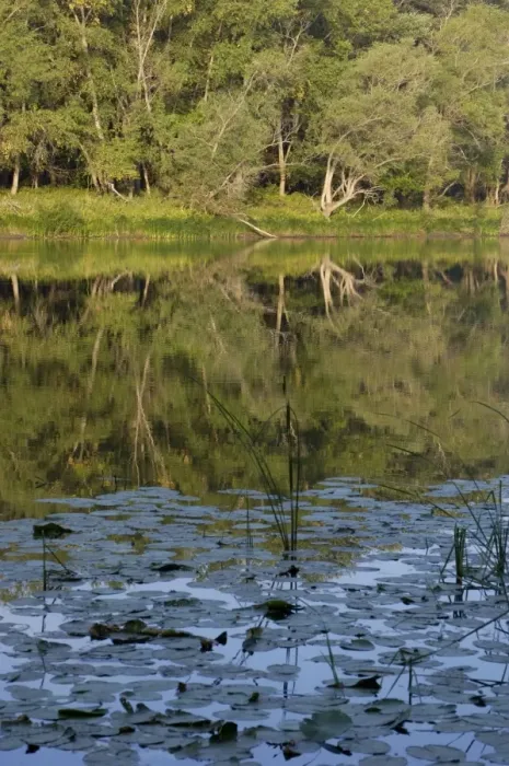Framed Print : Typical habitat of the Russian desman: small fresh-water lake with lush vegetation and rich water-life; one in the string of lakes, formed in old river-bed of river Ural on a vast flood-plain, a part of desman's primary area of distribution Framed Print : Typical habitat of the Russian desman: small fresh-water lake with lush vegetation and rich water-life; one in the string of lakes, formed in old river-bed of river Ural on a vast flood-plain, a part of desman's primary area of distribution