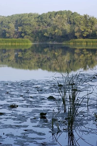 Typical habitat of the Russian desman: small fresh-water lake with lush vegetation and rich water-life; one in the string of lakes, formed in old river-bed of river Ural on a vast flood-plain, a part of desman's primary area of distribution