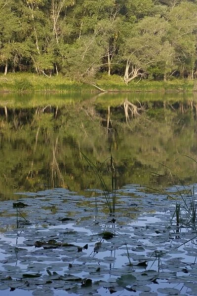 Typical habitat of the Russian desman: small fresh-water lake with lush vegetation and rich water-life; one in the string of lakes, formed in old river-bed of river Ural on a vast flood-plain, a part of desman's primary area of distribution