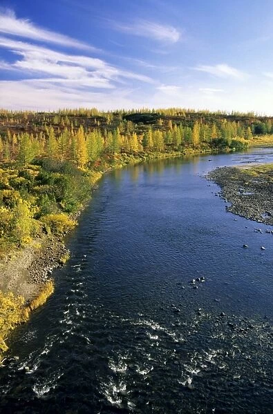 A typical minor river in semi-tundra in autumn, near Dudinka. Siberia, Russia. Yellow Siberian Larch trees, red leaves of Arctic (Dwarf) Birch and Blueberries make the colours. September. Di32. 1185