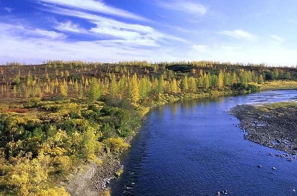 A typical minor river in semi-tundra in autumn, near Dudinka. Siberia, Russia. Yellow Siberian Larch trees, red leaves of Arctic (Dwarf) Birch and Blueberry bush make the colours. September. Di32. 1187