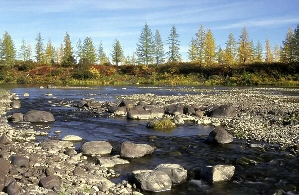 A typical small river in semi-tundra in autumn, near Dudinka, Siberia, Russia. Yellow Siberian Larch trees, red leaves of Arctic (Dwarf) Birch and Blueberry bush make the colours. September. Di32. 1218