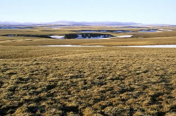 A typical tundra view (also a typical habitat of lemmings). Arctic tundra of Taimyr peninsula near Kara sea, North of Siberia, Russian Arctic. Summer, July. Di33. 2757