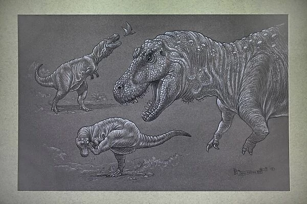 Tyrannosaurus Rex - sketches