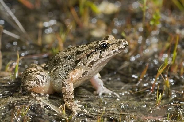 Tyrrhenian Painted Frog - female - sardo-corsican endemic - Corsica - France