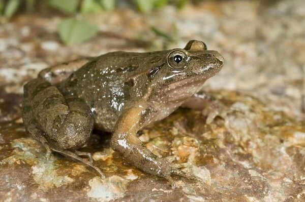 Tyrrhenian Painted Frog - male - sardo-corsican endemic - Corsica - France