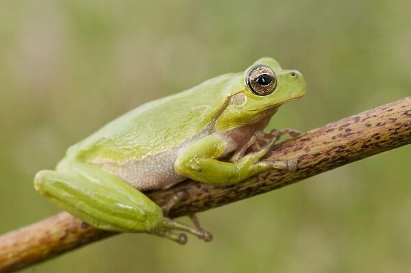 Tyrrhenian Tree Frog - Pond of Biguglia - Corsica - France
