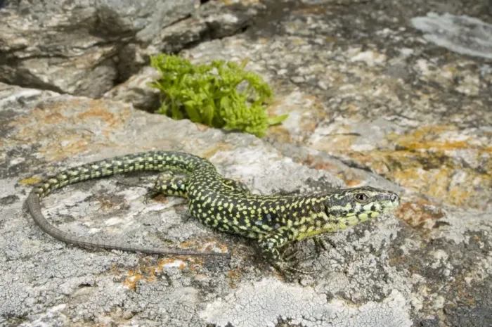 Framed Print : Tyrrhenian Wall Lizard - Corsica - France