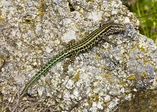 Tyrrhenian Wall Lizard - on granite rock, Col de Bavella; Corsica, France