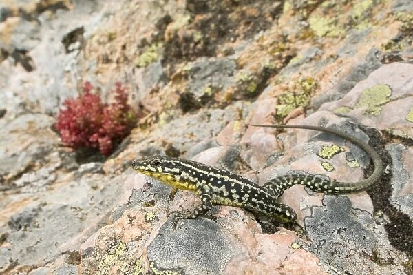 Tyrrhenian Wall Lizard - male in habitat - Corsica - France