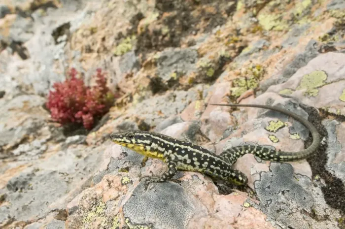 Framed Print : Tyrrhenian Wall Lizard - male in habitat - Corsica - France Framed Print : Tyrrhenian Wall Lizard - male in habitat - Corsica - France