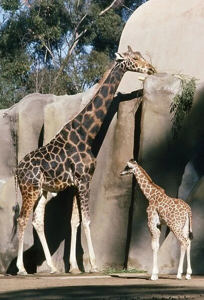 Uganda  /  Baringo Giraffe - with young