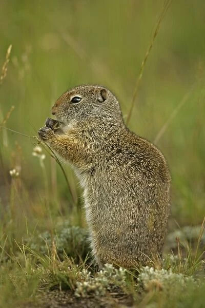 Uinta Ground Squirrel - Feeding - Fairly large ground squirrels found only in southwestern Montana-western Wyoming-southeastern Idaho and north central Utah - Live in sagegrass mountain meadows - burrow in soft soils preferring moist habitats with