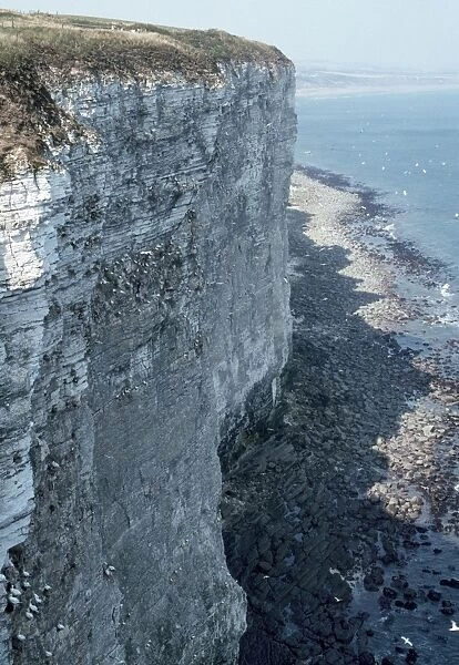 UK - cliffs with Gannets & other birds. Bempton, Humberside