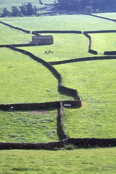 UK - dry stone walls typical of Yorkshire Dales. Gunnerside, Swaledale, Yorkshire, UK