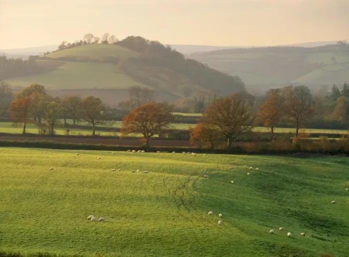 Framed Print : UK - fields with Hood Ball Sheep in foreground. Nr Totnes, Devon, UK Framed Print : UK - fields with Hood Ball Sheep in foreground. Nr Totnes, Devon, UK