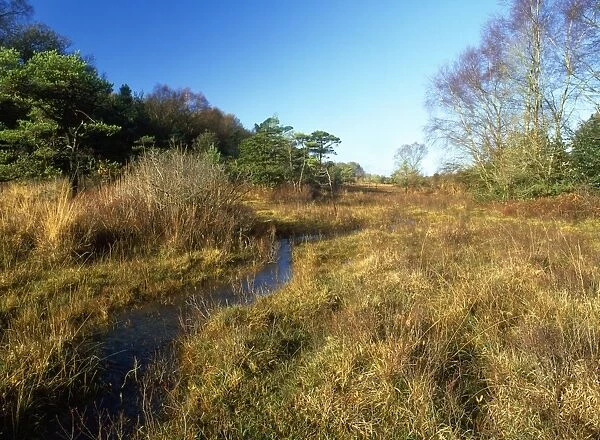 UK - Stony Moors with Scots Pines. Base-rich grazed fen. New Forest, Hampshire