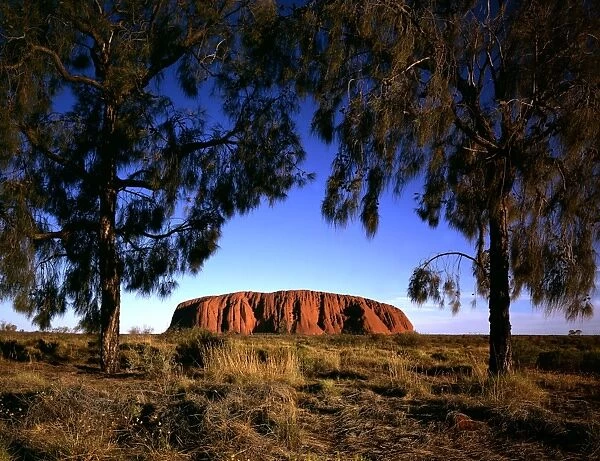 Uluru (Ayers Rock) framed by trees (Desert oaks) (Allocasuarina decaisneana) at sunset, Uluru-Kata Tjuta National Park (World Heritage Area), Northern Territory, Australia JLR04800