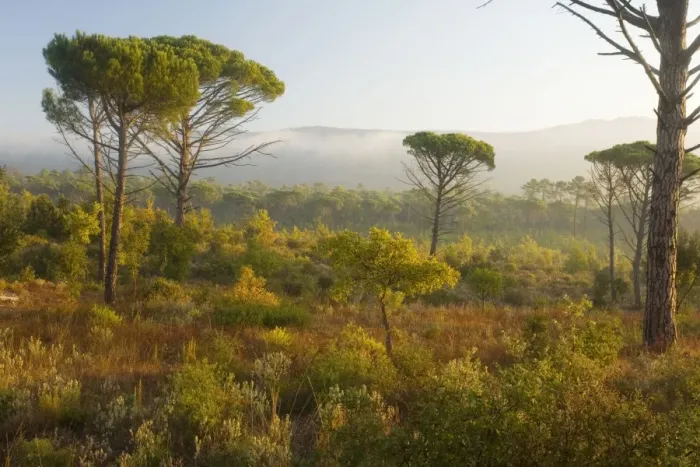 Framed Print : Umbrella Pine (or Stone Pine) Pinus pinea woodland, with scrub below, in Ribeirotte Valley, Var, Provence. France Framed Print : Umbrella Pine (or Stone Pine) Pinus pinea woodland, with scrub below, in Ribeirotte Valley, Var, Provence. France
