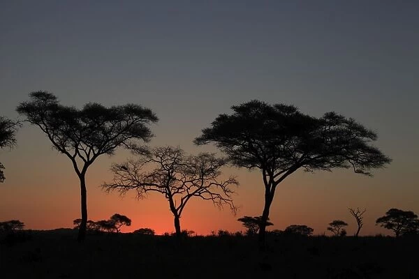 Umbrella Thorn Acacia  /  Umbrella Thorn  /  Israeli Babool Thorn - at sunset - Ngorongoro Crater Reserve - Serengeti - Tanzania