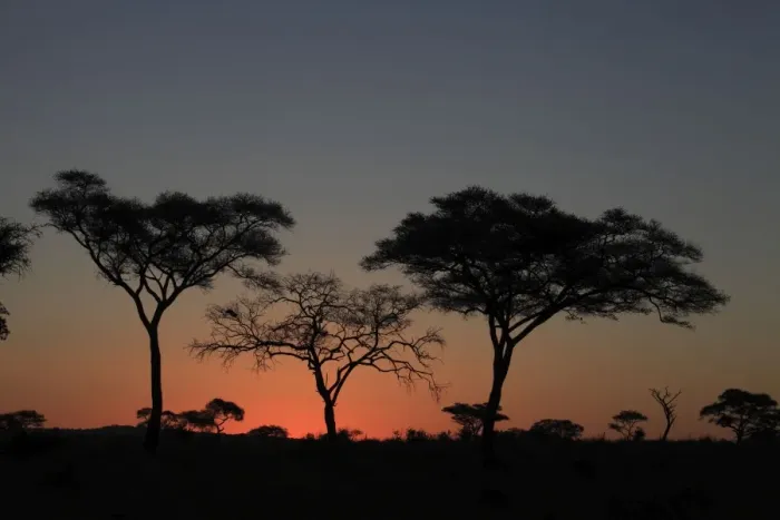 Framed Print : Umbrella Thorn Acacia / Umbrella Thorn / Israeli Babool Thorn - at sunset - Ngorongoro Crater Reserve - Serengeti - Tanzania Framed Print : Umbrella Thorn Acacia / Umbrella Thorn / Israeli Babool Thorn - at sunset - Ngorongoro Crater Reserve - Serengeti - Tanzania