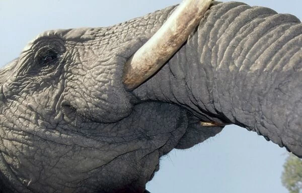 Underview of Elephant CRH 922 Close-up of mouth Moremi, Botswana Loxodonta africana © Chris Harvey - ARDEA LONDON