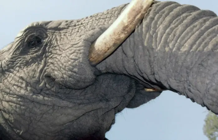 Framed Print : Underview of Elephant CRH 922 Close-up of mouth Moremi, Botswana Loxodonta africana © Chris Harvey - ARDEA LONDON Framed Print : Underview of Elephant CRH 922 Close-up of mouth Moremi, Botswana Loxodonta africana © Chris Harvey - ARDEA LONDON