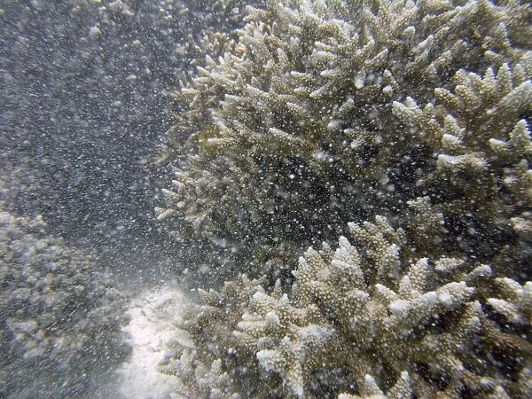 Underwater  /  Marine snow - Fine particles of sediment stirred up by ocean surges reduce visability like a snow storm. Musgrave Island. Great Barrier reef. Australia