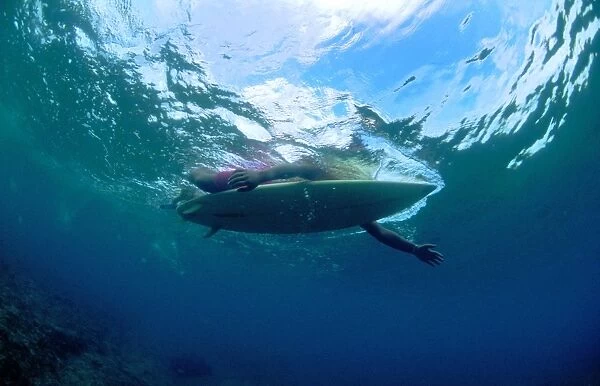 Underwater view of paddling surfer. Surfers resemble Seals and often lead to attack by sharks. Polynesia