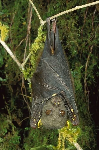 An undescribed tube-nosed Bat - Hanging upside down - Torricelli Range, Western Sepik, Papua New Guinea JPF27382