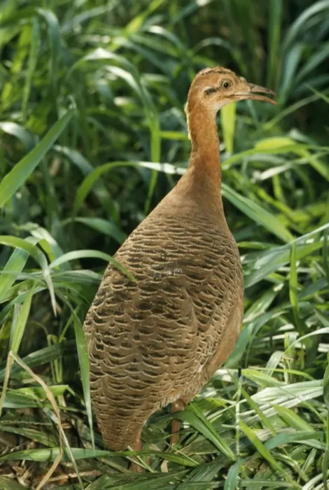 Framed Print : Undulated Tinamou Brazil Framed Print : Undulated Tinamou Brazil