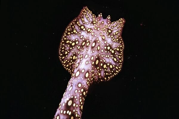Unidentified animal - Photographed in 1965 at night this creature possibly a worm or nudibranch has never been identified Great Barrier Reef, Australia