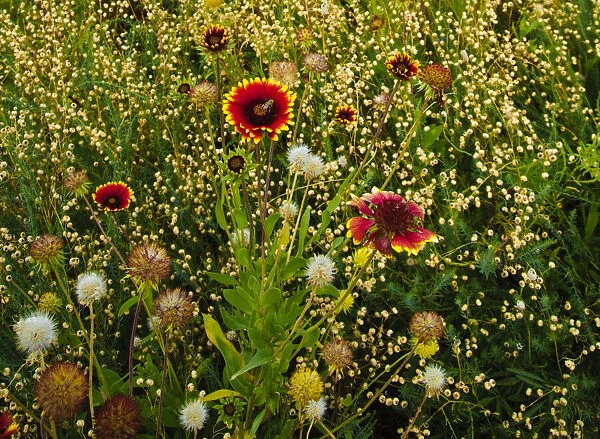 Unknown. USA, Northwest, Eastern Washington, Walla Walla wildflowers. Date: 30 / 07 / 2010
